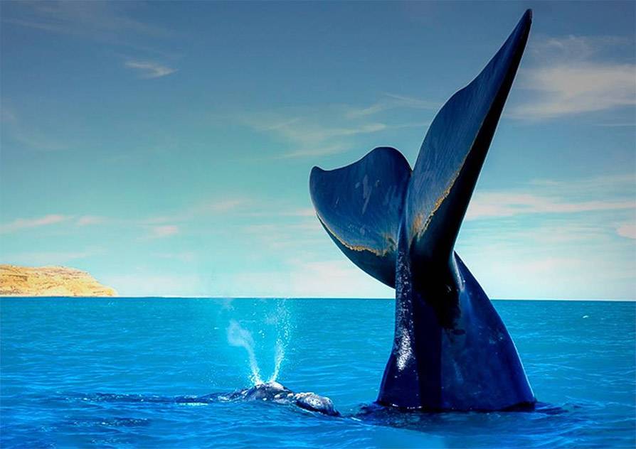 agencia de publicidad madryn ballenas