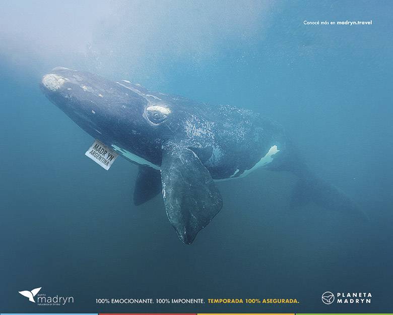 aviso grafica BALLENA madryn humo rojo