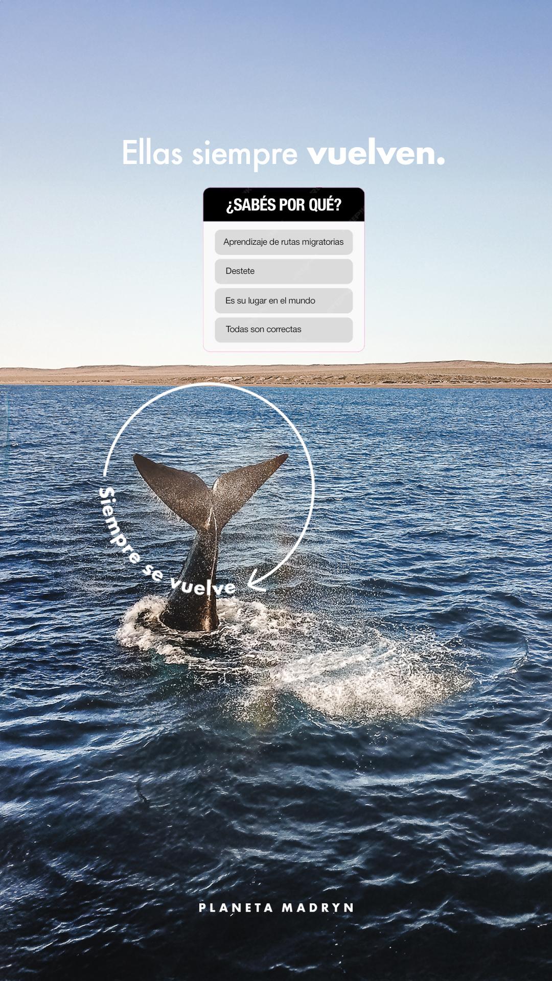 Estrategia Digital para social media pensados y producidos por Humo Rojo para Madryn Turismo